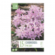 Bulbi di Chionodoxa Pink Giant Kapiteyn 15 pz