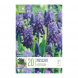 Bulbi di Muscari Latifolium Kapiteyn 20 pz