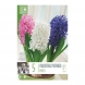 Bulbi di hyacinthus preparati colori misti