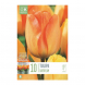 Bulbi di tulipani darwin hybrid daydream