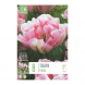 Bulbi di Tulipa Double Late Finola Kapiteyn 8 pz