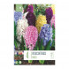 Bulbi di hyacinthus colori misti