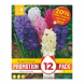 Bulbi di Giacinto Mixed Colours Kapiteyn 12 pz