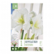 Bulbi di hippeastrum matterhorn