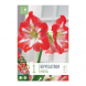 Bulbi di hippeastrum minerva