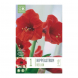 Bulbi di hippeastrum red lion