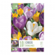 Bulbi di crocus large flowering colori misti