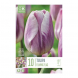 Bulbi di tulipani flaming flag
