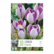Bulbi di crocus large flowering vanguard