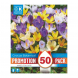 Bulbi di Crocus Specie Kapiteyn Mixed Colours 50 pz