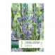 Bulbi di Camassia Leichtlinii Caerulea Kapiteyn 2 pz