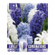 Bulbi di Hyacinth Ocean Blend Lovely Combinations Kapiteyn 8pz