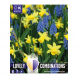 Bulbi di Narcissus & Muscari Lovely Combinations Kapiteyn 50pz