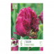 Bulbi di Tulipa Parrot Parrot Prince Kapiteyn 6 pz