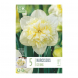 Bulbi di Narcissus Double Ice King Kapiteyn 5pz