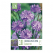 Bulbi di Dichelostemma Congestum Kapiteyn 10 pz