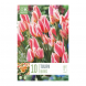 Bulbi di Tulipa Greigii Quebec Kapiteyn 10 pz