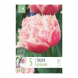 Bulbi di Tulipa Double Late Queensland Kapiteyn 5 pz