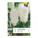 Bulbi di hyacinthus carnegie white pearl x 4