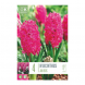 Bulbi di hyacinthus jan bos
