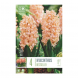 Bulbi di hyacinthus odysseue gipsy queen