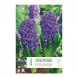 Bulbi di hyacinthus peter stuyvesant