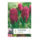 Bulbi di hyacinthus woodstock