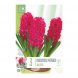 Bulbi di hyacinthus preparati jan bos