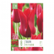 Bulbi di Tulipa Lily Flowered Pretty Woman Kapiteyn 8 pz