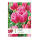 Bulbi di Tulipa Multi Headed Happy Family Kapiteyn 8 pz