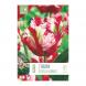 Bulbi di Tulipa Parrot Estella Rijnveld Kapytein 8 pz