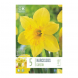 Bulbi di narcisi large cupped carlton