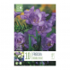 Bulbi di Freesia Double Blue Kapiteyn 10 pz