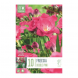Bulbi di Freesia Double Pink Kapiteyn 10 pz
