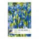 Bulbi di iris hollandica blue