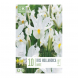 Bulbi di Iris Hollandica White Kapiteyn