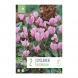 Bulbi di cyclamen hederifolium