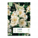 Bulbi di lilium candidum