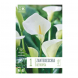 Bulbi di zantedeschia aethiopica