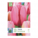 Bulbi di tulipani pink impression