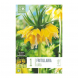 Bulbi di fritillaria imperialis lutea