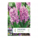 Bulbi di hyacinthus purple pride