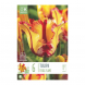 Bulbi di Tulipa Parrot Texas Flame Kapiteyn 6 pz