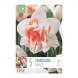 Bulbi di narcisi double replete