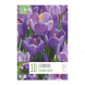 Bulbi di crocus large flowering grand maitre