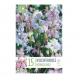 Bulbi di Hyacinthoides Hispanica Mixed Colours Kapiteyn 15 pz