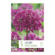 Bulbi di allium aflatunense purple sensation