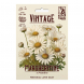 Semi Margheritine o Prataiole Vintage