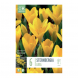 Bulbi di Sternbergia Lutea Kapiteyn
