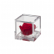 Flowercube rosa stabilizzata rossa 6x6
